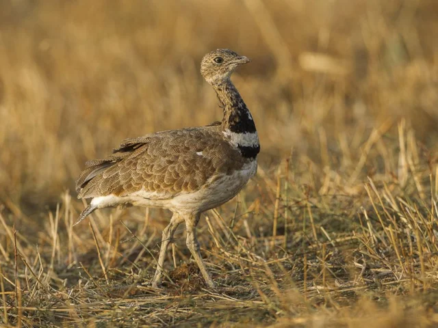 The Near Threatened Little Bustard, seen here at Castuera, Extremadura, Spain, is undergoing a rapid decline in Europe. Photo: Patko erika (commons.wikimedia.org). The Near Threatened Little Bustard, seen here at Castuera, Extremadura, Spain, is undergoing a rapid decline in Europe. Photo: Patko erika (commons.wikimedia.org).