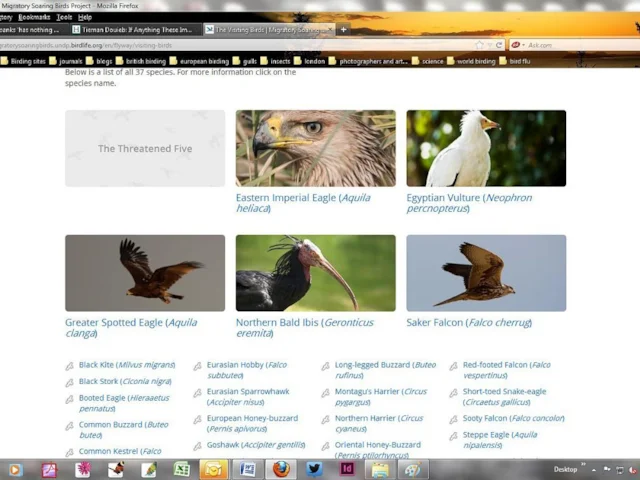 The new BirdLife website has much information on all the large bird species that use the Rift Valley/Red Sea flyway. The new BirdLife website has much information on all the large bird species that use the Rift Valley/Red Sea flyway.