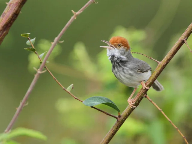 The newly-described Cambodian Tailorbird is found in remnant patches of floodplain scrub in a bustling capital city. Photo: James Eaton (BirdLife International). The newly-described Cambodian Tailorbird is found in remnant patches of floodplain scrub in a bustling capital city. Photo: James Eaton (BirdLife International).