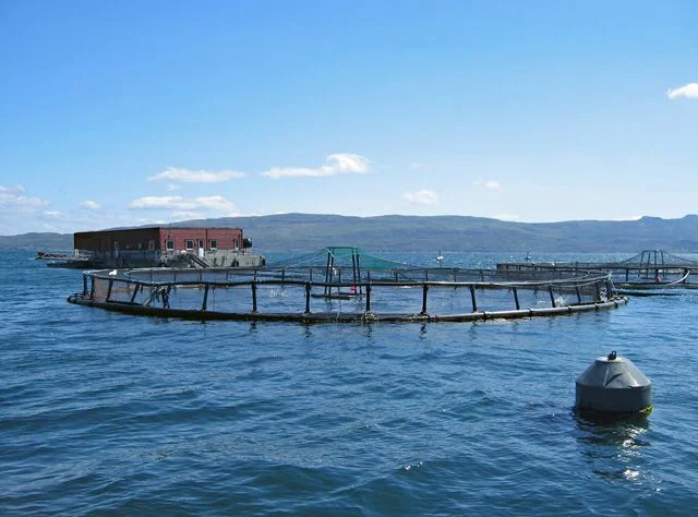 The new National Marine Plan includes ambitious targets for salmon farming, which could impact on the marine environment. Photo by John Allan (commons.wikimedia.org). The new National Marine Plan includes ambitious targets for salmon farming, which could impact on the marine environment. Photo by John Allan (commons.wikimedia.org).