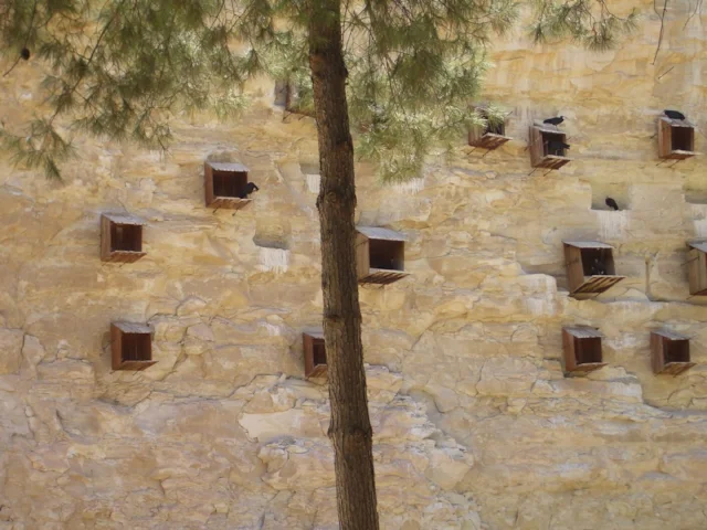 The Northern Bald Ibis colony at Birecik, Turkey, is only semi-wild, being composed of birds that were released from captivity and lead a partly feral existence. Photo: Nightstallion03 (commons.wikimedia.org). The Northern Bald Ibis colony at Birecik, Turkey, is only semi-wild, being composed of birds that were released from captivity and lead a partly feral existence. Photo: Nightstallion03 (commons.wikimedia.org).