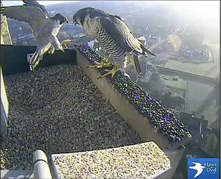 The Norwich Cathedral Peregrine Falcons have been busy building scapes in their nestbox, in anticipation of the coming breeding season. Photo courtesy the Hawk and Owl Trust. The Norwich Cathedral Peregrine Falcons have been busy building scapes in their nestbox, in anticipation of the coming breeding season. Photo courtesy the Hawk and Owl Trust.