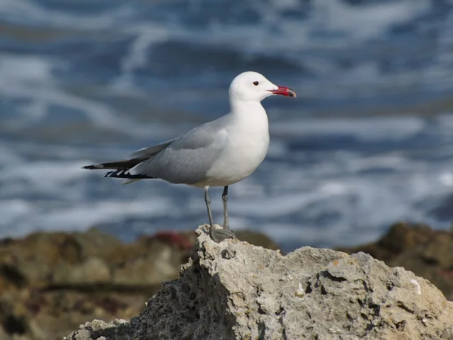 The numbers of the Mediterranean endemic Audouin's Gull have increased radically and rapidly under the EU Birds Directive. Photo: @pintafontes (commons.wikimedia.org). The numbers of the Mediterranean endemic Audouin's Gull have increased radically and rapidly under the EU Birds Directive. Photo: @pintafontes (commons.wikimedia.org).