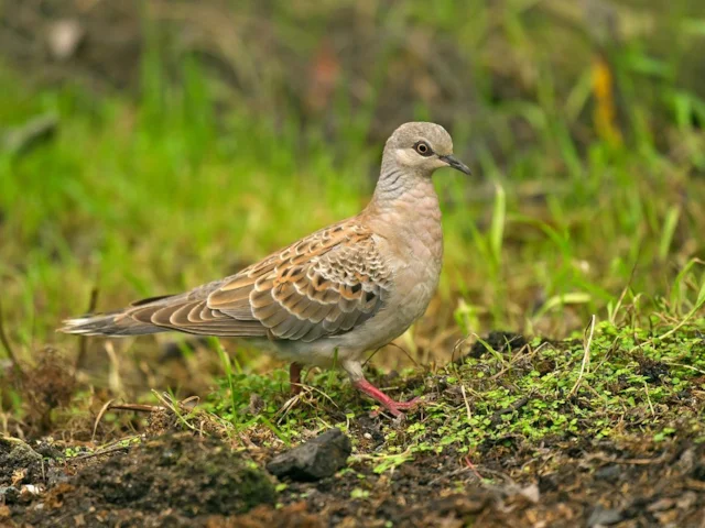 The once-common European Turtle Dove has suffered drastic declines in Britain. Photo: Steve Young (www.birdsonfilm.com). The once-common European Turtle Dove has suffered drastic declines in Britain. Photo: Steve Young (www.birdsonfilm.com).