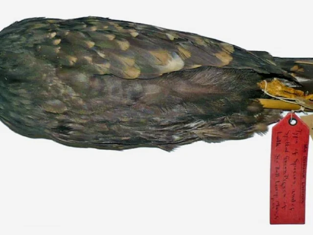 The only remaining specimen of Spotted Green Pigeon has been lying unclassified in a drawer at the World Museum in Liverpool for 231 years. Photo: Clemency Fisher (commons.wikimedia.org). The only remaining specimen of Spotted Green Pigeon has been lying unclassified in a drawer at the World Museum in Liverpool for 231 years. Photo: Clemency Fisher (commons.wikimedia.org).