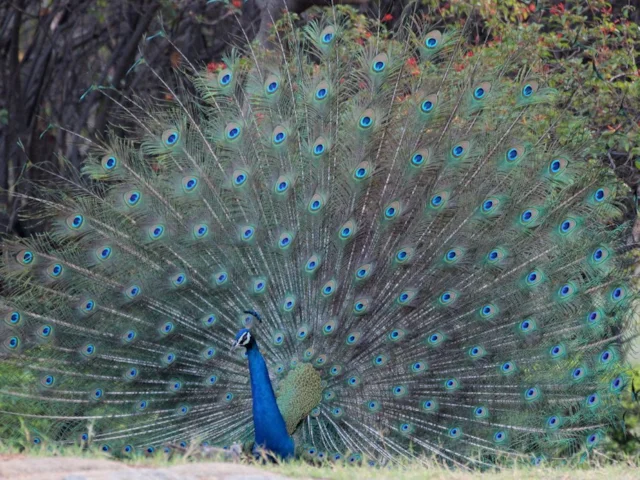 The ostentatious display feathers of a male Indian Peafowl's tail may not be as much of a hindrance as previously suspected. Photo: Jyothish Nelson (commons.wikimedia.org). The ostentatious display feathers of a male Indian Peafowl's tail may not be as much of a hindrance as previously suspected. Photo: Jyothish Nelson (commons.wikimedia.org).