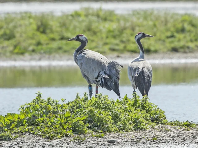 The pair of Common Cranes have delayed their egg-laying this year, along with much else in the avian world. Photo: Graham Hann (WWT). The pair of Common Cranes have delayed their egg-laying this year, along with much else in the avian world. Photo: Graham Hann (WWT).