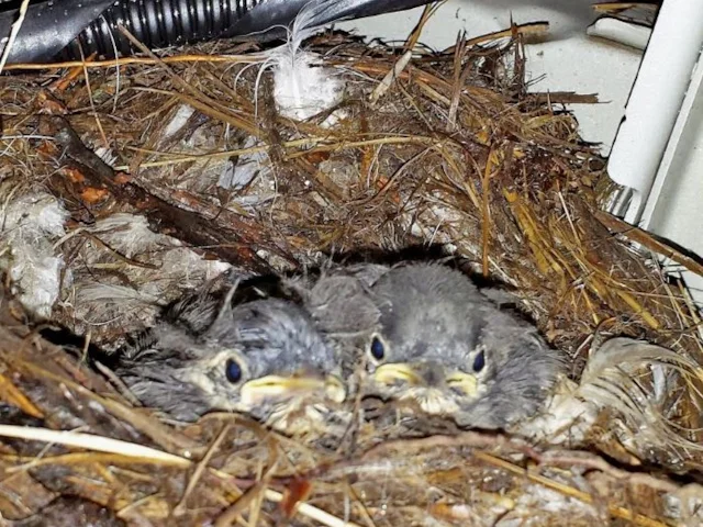 The Pied Wagtail nest in the Nissan car engine had already travelled more than five miles when it was found. by the technician. Photo: RSPCA. The Pied Wagtail nest in the Nissan car engine had already travelled more than five miles when it was found. by the technician. Photo: RSPCA.