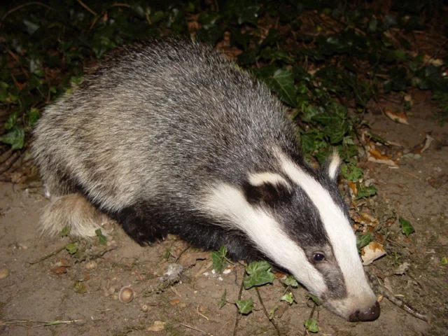 The pilot extension to the Badger cull in Gloucestershire will end today. Photo: BadgerHero (commons.wikimedia.org).. The pilot extension to the Badger cull in Gloucestershire will end today. Photo: BadgerHero (commons.wikimedia.org)..
