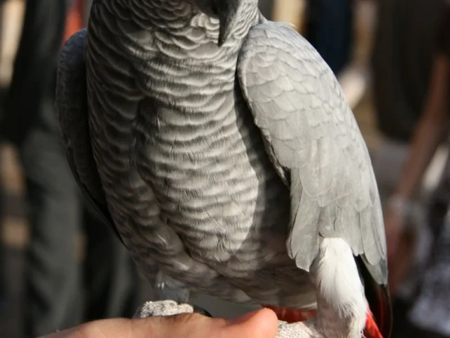The popularity of Grey Parrot as a cagebird has seen the species become much depleted in the wild. Photo: Eli Duke (commons.wikimedia.org). The popularity of Grey Parrot as a cagebird has seen the species become much depleted in the wild. Photo: Eli Duke (commons.wikimedia.org).