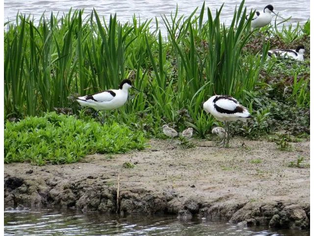 The proud Avocet parents tending to their three chicks. Photo courtesy of the Wildfowl and Wetlands Trust (www.wwt.org.uk). The proud Avocet parents tending to their three chicks. Photo courtesy of the Wildfowl and Wetlands Trust (www.wwt.org.uk).