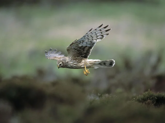 There are just three pairs of Hen Harrier, like this adult female, breeding on English grouse moors this year, which could potentially support more than 300. Photo: Andy Hay (www.rspb-images.com). There are just three pairs of Hen Harrier, like this adult female, breeding on English grouse moors this year, which could potentially support more than 300. Photo: Andy Hay (www.rspb-images.com).