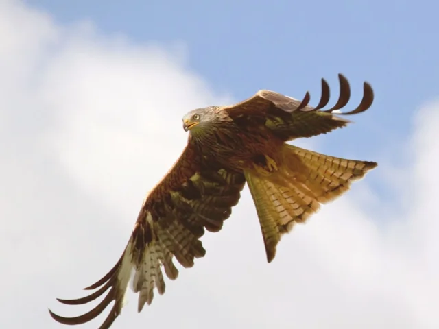 The Red Kite reintroduction has proved massively popular with the public, and they are willing to fund its protection from their own pockets, too, it seems. Photo: Tony Hisgett (commons.wikimedia.org). The Red Kite reintroduction has proved massively popular with the public, and they are willing to fund its protection from their own pockets, too, it seems. Photo: Tony Hisgett (commons.wikimedia.org).