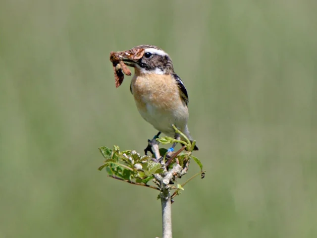 There is a healthy population of Whinchats at Geltsdale RSPB, but the species is in global decline. Photo: RSPB. There is a healthy population of Whinchats at Geltsdale RSPB, but the species is in global decline. Photo: RSPB.