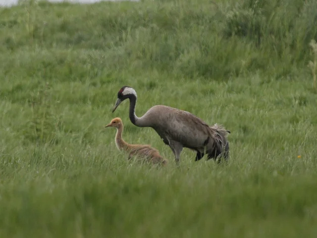 The Scottish Common Crane breeding location is being kept secret by the RSPB in the hope of minimising disturbance. Photo: www.rspb-images.com. The Scottish Common Crane breeding location is being kept secret by the RSPB in the hope of minimising disturbance. Photo: www.rspb-images.com.