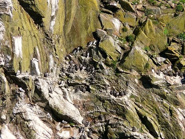 The seabird colony at Mull of Galloway RSPB is one of many avian attractions in Dumfries and Galloway. Photo: Rose and Trev Clough (commons.wikimedia.org). The seabird colony at Mull of Galloway RSPB is one of many avian attractions in Dumfries and Galloway. Photo: Rose and Trev Clough (commons.wikimedia.org).