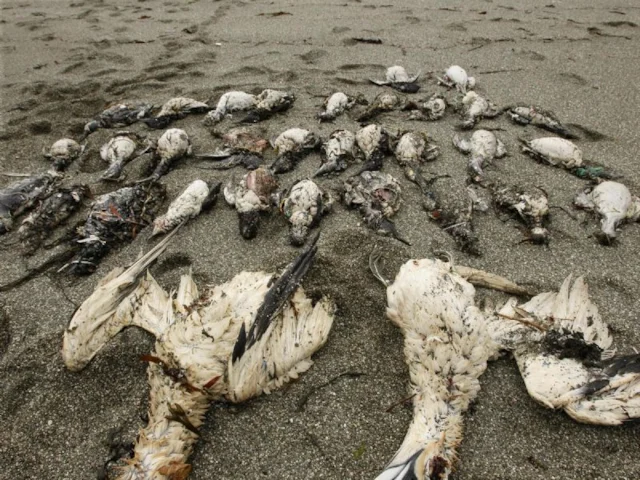 These Gannets and Common Guillemots are just a few of the thousands of victims of PIB pollution off the South-West coast. Photo: BTO Picture Library. These Gannets and Common Guillemots are just a few of the thousands of victims of PIB pollution off the South-West coast. Photo: BTO Picture Library.