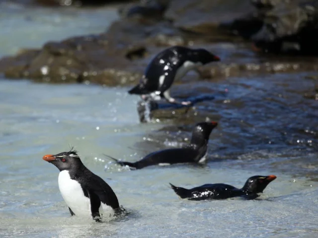 These Southern Rockhopper Penguins swimming in the Falkland Islands are expending much less energy than if they could still fly. Photo: Liam Quinn (commons.wikimedia.org). These Southern Rockhopper Penguins swimming in the Falkland Islands are expending much less energy than if they could still fly. Photo: Liam Quinn (commons.wikimedia.org).