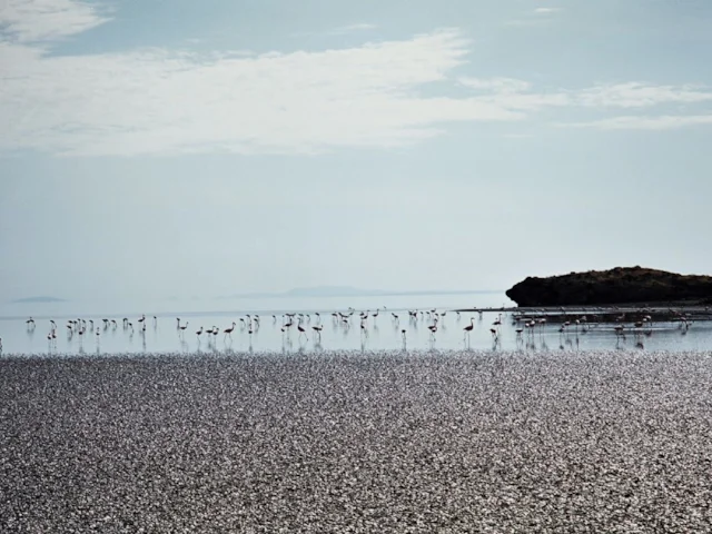 The shore of Lake Natron in Northern Tanzania, with Kenya just visible 60 miles in then distance; most of the world's Lesser Flamingos breed at the lake. Photo: Clem23 (commons.wikimiedia.org). The shore of Lake Natron in Northern Tanzania, with Kenya just visible 60 miles in then distance; most of the world's Lesser Flamingos breed at the lake. Photo: Clem23 (commons.wikimiedia.org).