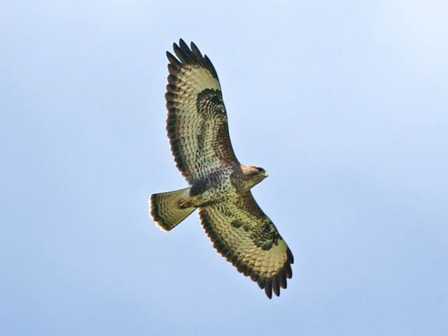 The sight of increasing numbers of Common Buzzards in flight is welcomed by the vast majority of the British public, but despite this the species is still persecuted. Photo: Steve Young (www.birdsonfilm.com). The sight of increasing numbers of Common Buzzards in flight is welcomed by the vast majority of the British public, but despite this the species is still persecuted. Photo: Steve Young (www.birdsonfilm.com).