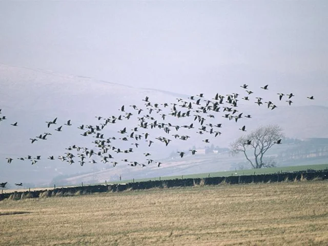 The sight of thousands of Pink-footed Geese is one British birders look forward to every winter. But fracking could destroy one of their most important sites. Photo by Chris Gomersall (www.rspb-images.com). The sight of thousands of Pink-footed Geese is one British birders look forward to every winter. But fracking could destroy one of their most important sites. Photo by Chris Gomersall (www.rspb-images.com).