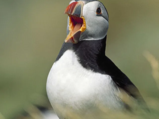 The soon-to-be-launched Puffin Fest at the Seabird Centre in North Berwick should provide the species with a much-needed boost in popularity and conservation attention. Photo: Laurie Campbell. The soon-to-be-launched Puffin Fest at the Seabird Centre in North Berwick should provide the species with a much-needed boost in popularity and conservation attention. Photo: Laurie Campbell.