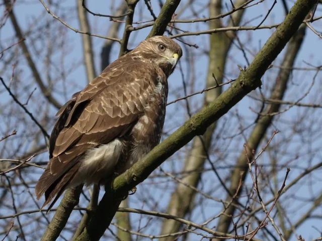The unwillingness of government to adequately protect raptors like this Common Buzzard has led to the public having to campaign in parallel with conservation organisations. Photo: Loz (commons.wikimedia.org). The unwillingness of government to adequately protect raptors like this Common Buzzard has led to the public having to campaign in parallel with conservation organisations. Photo: Loz (commons.wikimedia.org).