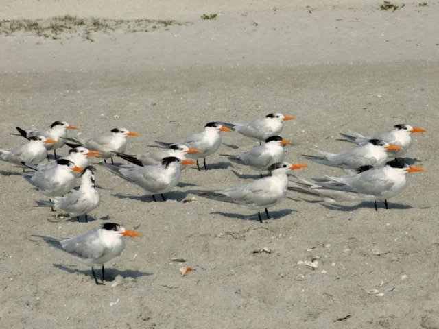 The world's largest colony of Royal Terns is just adjacent to the recently discovered oil fields in Sangomar Deep, off the coast of Senegal. Photo: Euku (commons.wikimedia.org). The world's largest colony of Royal Terns is just adjacent to the recently discovered oil fields in Sangomar Deep, off the coast of Senegal. Photo: Euku (commons.wikimedia.org).