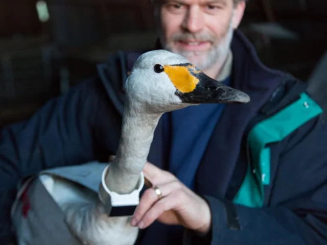 The WWT at Welney tags and radio-tracks many of the Bewick's Swans which winter at the reserve, to help figure out the causes of the species' decline. Photo: WWT. The WWT at Welney tags and radio-tracks many of the Bewick's Swans which winter at the reserve, to help figure out the causes of the species' decline. Photo: WWT.