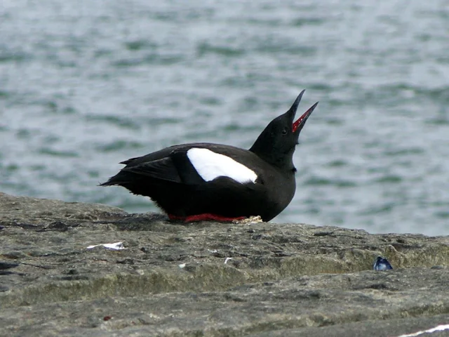 This Black Guillemot is perfectly fine on its rocky shore, but the RSPB has issued advice on what to do should you find one 'beached'.. Photo: SeanMack (commons.wikimedia.org). This Black Guillemot is perfectly fine on its rocky shore, but the RSPB has issued advice on what to do should you find one 'beached'.. Photo: SeanMack (commons.wikimedia.org).