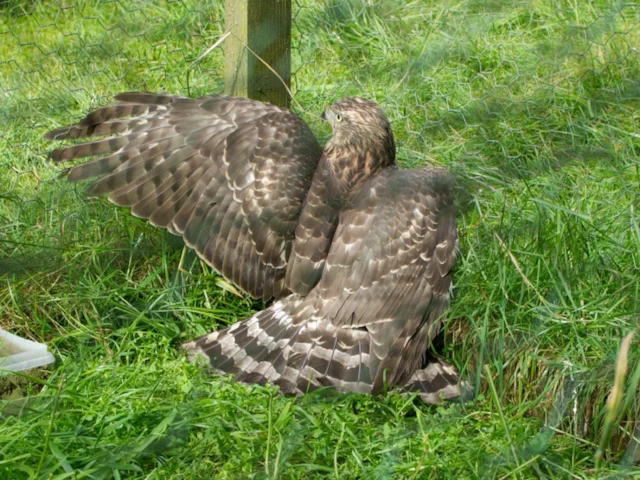 This Goshawk was found trapped but unharmed in a crow cage trap. However, instead of being released, the bird was put in a sack by Aberdeenshire gamekeeper George Mutch and delivered to an unknown fate. Photo: RSPB. This Goshawk was found trapped but unharmed in a crow cage trap. However, instead of being released, the bird was put in a sack by Aberdeenshire gamekeeper George Mutch and delivered to an unknown fate. Photo: RSPB.