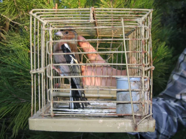This male Chaffinch kept in a small cage is one of thousands regularly trapped in Malta under its EU derogation. Photo: Ray Galea. This male Chaffinch kept in a small cage is one of thousands regularly trapped in Malta under its EU derogation. Photo: Ray Galea.