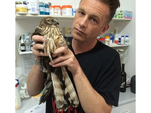 This Montagu's Harrier was brought into BirdLife Malta by a member of the public. It was too badly injured to treat and had to be euthanised. Photo by Chris Packham. This Montagu's Harrier was brought into BirdLife Malta by a member of the public. It was too badly injured to treat and had to be euthanised. Photo by Chris Packham.