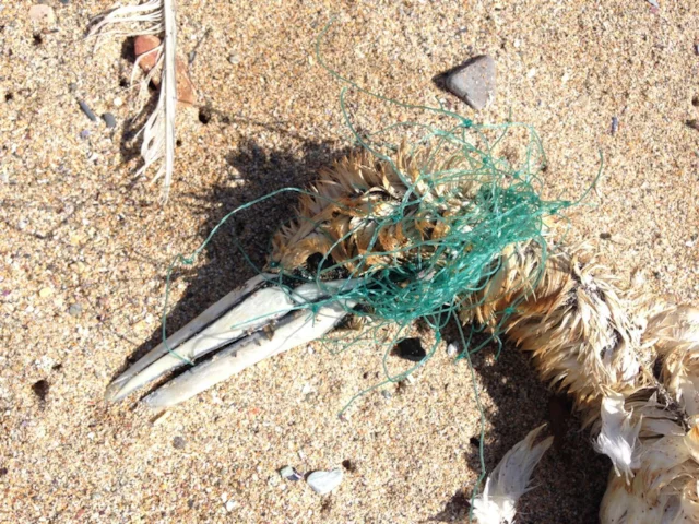 This Northern Gannet was one of several found strangled by discarded fishing gear in Cornwall this spring. Photo: Tracey Williams (Newquay Beachcombing). This Northern Gannet was one of several found strangled by discarded fishing gear in Cornwall this spring. Photo: Tracey Williams (Newquay Beachcombing).