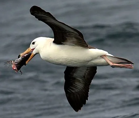 This sub-adult Black-browed Albatross is carrying a discarded hake head scavenged from a South African trawler. Photo: Ross Wanless. This sub-adult Black-browed Albatross is carrying a discarded hake head scavenged from a South African trawler. Photo: Ross Wanless.