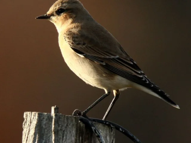 This vagrant Northern Wheatear in New York is very likely to have derived from the Baffin Island or Greenland populations. Photo: Tim Lenz (commons.wikimedia.org). This vagrant Northern Wheatear in New York is very likely to have derived from the Baffin Island or Greenland populations. Photo: Tim Lenz (commons.wikimedia.org).