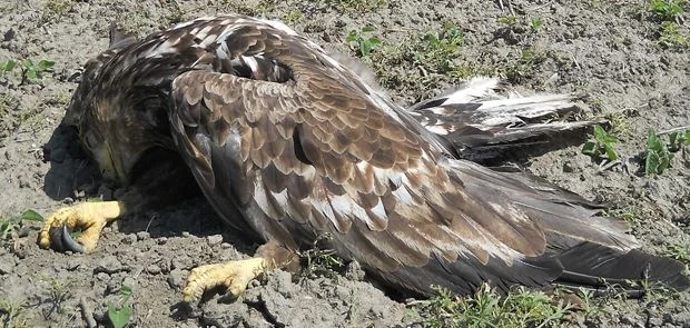 This White-tailed Eagle was found poisoned near a Golden Jackal carcass outside Vajska in Serbia. Photo Marko Tucakov. This White-tailed Eagle was found poisoned near a Golden Jackal carcass outside Vajska in Serbia. Photo Marko Tucakov.