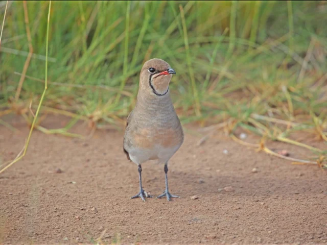 Though a key Doñana species and still widespread, Collared Pratincole has declined by up to 29 per cent in Spain since 1986, and further loss of wetland habitat will only add to its problems. Photo: Ludovic Hirlimann (commons.wikimedia.org). Though a key Doñana species and still widespread, Collared Pratincole has declined by up to 29 per cent in Spain since 1986, and further loss of wetland habitat will only add to its problems. Photo: Ludovic Hirlimann (commons.wikimedia.org).