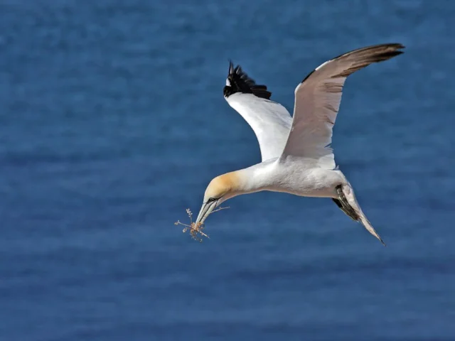 Though Britain has a healthy population of Northern Gannet, it is of world importance and sustainably harvested fishing stocks would help keep the species at its peak level. Photo: Merops (commons.wikimedia.org). Though Britain has a healthy population of Northern Gannet, it is of world importance and sustainably harvested fishing stocks would help keep the species at its peak level. Photo: Merops (commons.wikimedia.org).