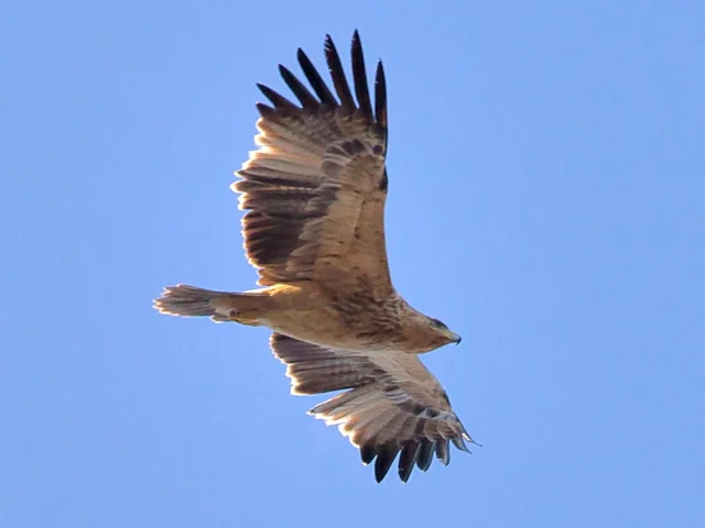 Though still globally threatened, Spanish Imperial Eagle responds well to conservation measures and has seen its population almost double in recent years. Photo: Juan Lacruz (commons.wikimedia.org). Though still globally threatened, Spanish Imperial Eagle responds well to conservation measures and has seen its population almost double in recent years. Photo: Juan Lacruz (commons.wikimedia.org).