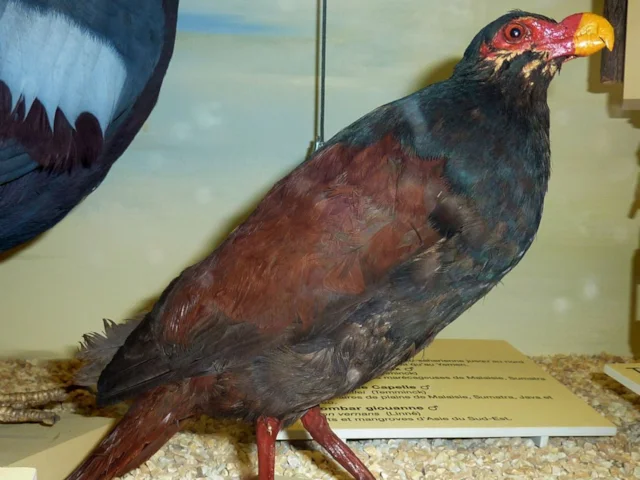 Tooth-billed Pigeon (this specimen is in the Museum of Geneva, Switzerland) emerged as the secondmost cost effective threatened bird species in the Imperial College analysis. Photo: Totodu74 (commons.wikimedia.org). Tooth-billed Pigeon (this specimen is in the Museum of Geneva, Switzerland) emerged as the secondmost cost effective threatened bird species in the Imperial College analysis. Photo: Totodu74 (commons.wikimedia.org).