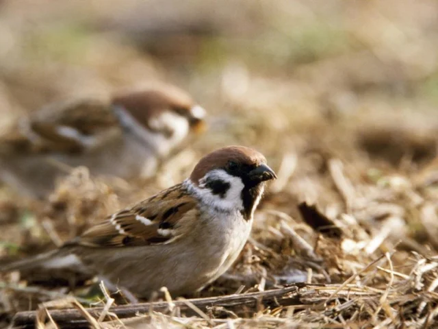 Tree Sparrow has rapisly declined over the whole of Britain, including Scotland. Photo: Andy Hay (www.rspb-images.com). Tree Sparrow has rapisly declined over the whole of Britain, including Scotland. Photo: Andy Hay (www.rspb-images.com).