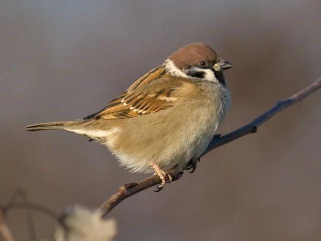 Tree Sparrow may be making a minor comeback in some of the nation's gardens. Photo: Andreas Trepte (commons.wikimedia.org). Tree Sparrow may be making a minor comeback in some of the nation's gardens. Photo: Andreas Trepte (commons.wikimedia.org).