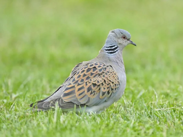 Turtle Dove continues its vertiginous decline, but can farmers help? Photo: Andy Hay (rspb-images.com). Turtle Dove continues its vertiginous decline, but can farmers help? Photo: Andy Hay (rspb-images.com).