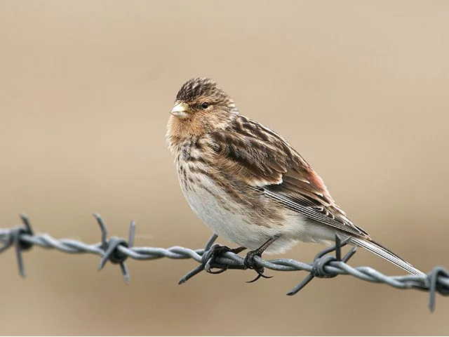 Twite is declining in Britain, but should benefit from Natural England's investment in a new project to monitor the species. Photo by Tom Marshall (www.rsbp-images.com). Twite is declining in Britain, but should benefit from Natural England's investment in a new project to monitor the species. Photo by Tom Marshall (www.rsbp-images.com).