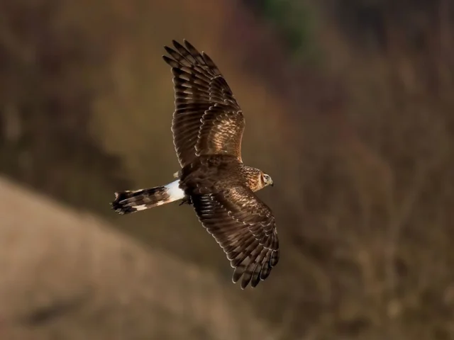 Two female Hen Harriers can be watched online as they travel, though - in a sign of the times - there will be a time-lag to prevent the birds from being found by those who would do them harm. Photo: Andreas Trepte (commons.wikimedia.org). Two female Hen Harriers can be watched online as they travel, though - in a sign of the times - there will be a time-lag to prevent the birds from being found by those who would do them harm. Photo: Andreas Trepte (commons.wikimedia.org).