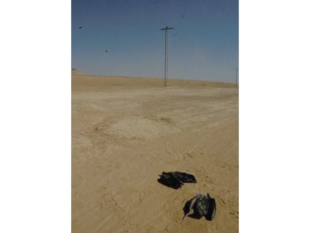 Two of the three dead Northern Bald Ibises that were found beneath electricity pylons in Jordan in 2008. Photo: Sharif al Jbour (RSPB/BirdLife International). Two of the three dead Northern Bald Ibises that were found beneath electricity pylons in Jordan in 2008. Photo: Sharif al Jbour (RSPB/BirdLife International).