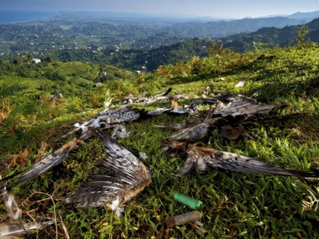 Untold millions of migrating birds are killed illegally during spring and autumn migation through the Mediterranean. Photo: Bert Willeart. Untold millions of migrating birds are killed illegally during spring and autumn migation through the Mediterranean. Photo: Bert Willeart.