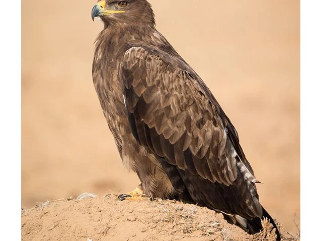 Veterinary drug diclofenac has been found to be the cause of death of two Steppe Eagles in India. The species is closely related to Golden and Spanish Imperial Eagles. Photo by Sumeet Moghe (commons.wikimedia.org). Veterinary drug diclofenac has been found to be the cause of death of two Steppe Eagles in India. The species is closely related to Golden and Spanish Imperial Eagles. Photo by Sumeet Moghe (commons.wikimedia.org).