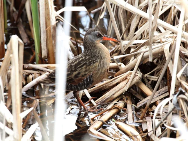 Virginia Rail was the last bird logged by Cornell on a very long and productive day's birding. Photo: Dominic Sherony (commons.wikimedia.org). Virginia Rail was the last bird logged by Cornell on a very long and productive day's birding. Photo: Dominic Sherony (commons.wikimedia.org).